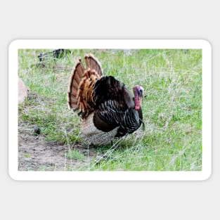 Mr. Tom Gobbler Sticker